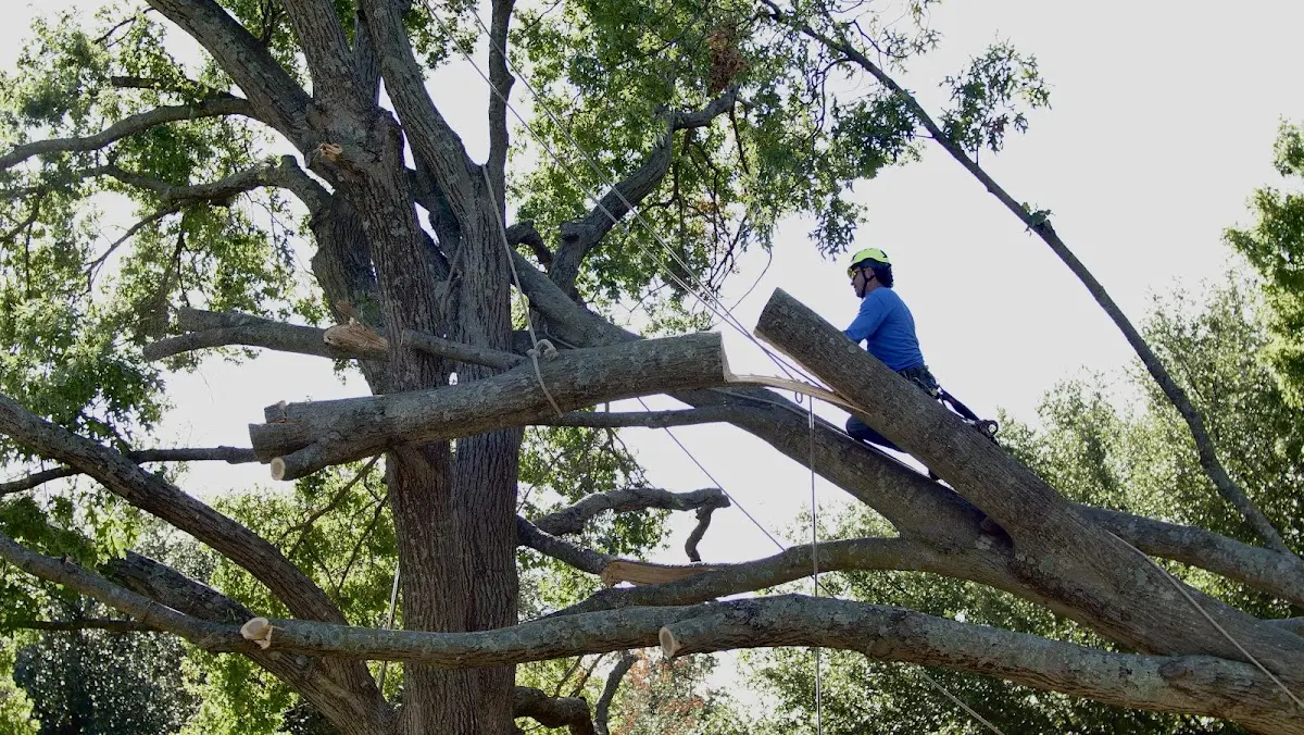 Professional Crown Thinning performed by certified arborists in Compton