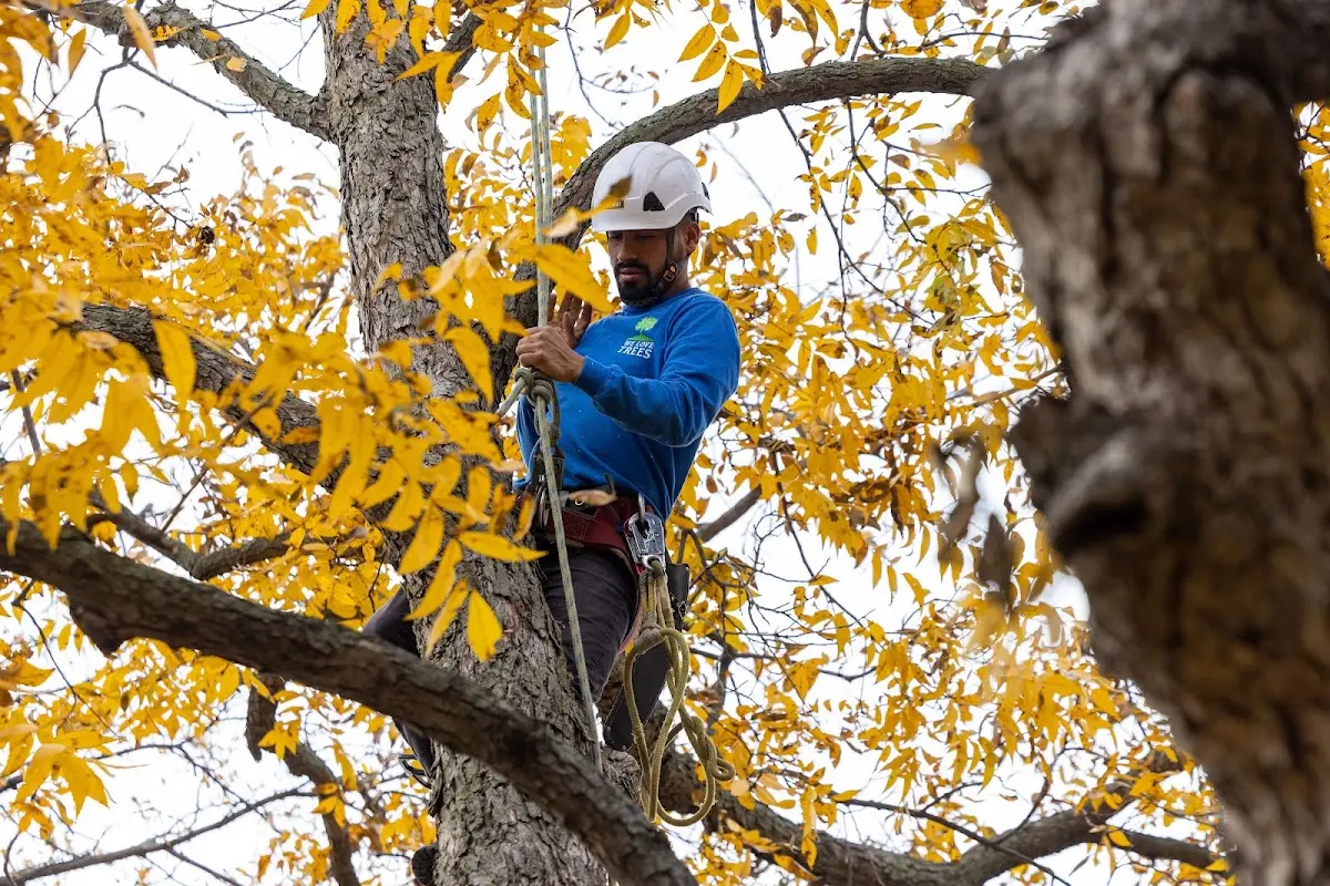 Skilled Storm Damage Cleanup crew working in Compton